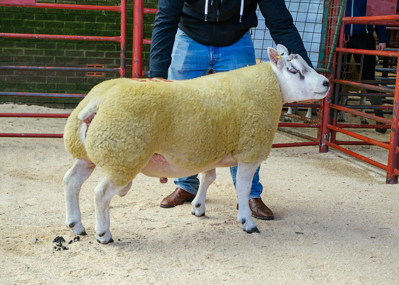 Champion any other continental Ram